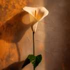 Calla lily close-up Art Print